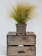 products/SotoProductShootLowQ-1898_92a85819-ea3d-464c-813f-9c0e51fd1f80.jpg
